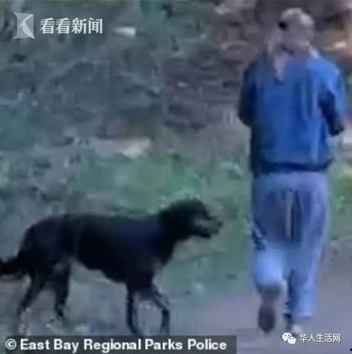 黑犬咬人白犬吃瓜视频播放,网络视频引发热议
