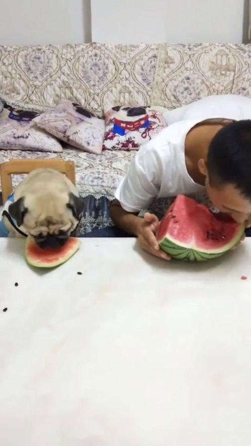 搞笑视频超级爆笑吃瓜,笑到肚子疼！