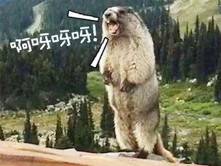 土拨鼠吃田瓜的故事视频,一场智慧与勇气的较量