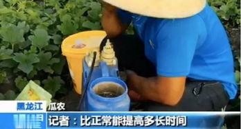 买吃瓜视频在哪买的,买吃瓜视频，热门短视频平台上的热门商品