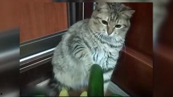 小猫小狗吃瓜视频