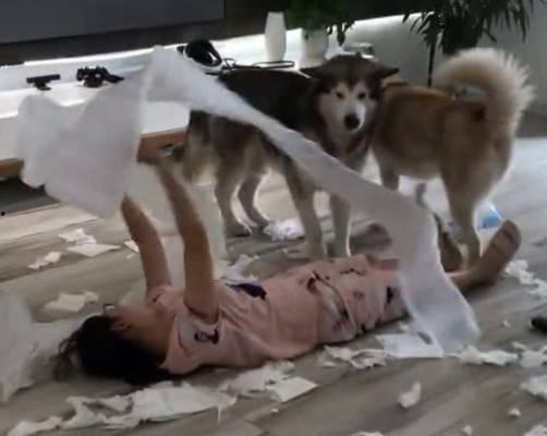 吃瓜群众碰拳二哈视频大全,欢乐视频大盘点