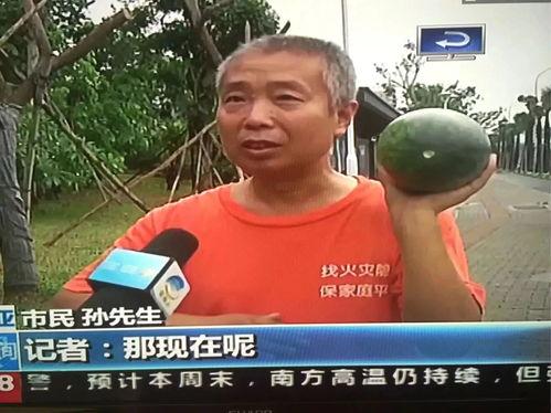 魏县吃瓜群众事件,一场网络舆论的风暴与反思