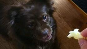 暗自吃瓜的狗子,揭秘“吃瓜群众”背后的狗子世界