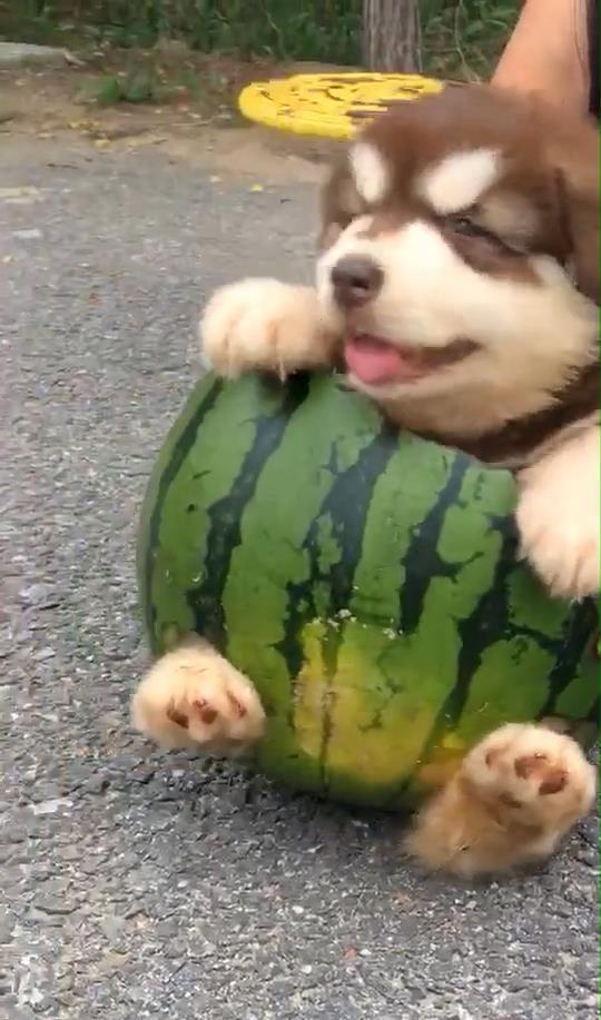 暗自吃瓜的狗子,揭秘“吃瓜群众”背后的狗子世界