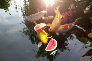 锦鲤也吃瓜,揭秘锦鲤也吃瓜的趣味生活