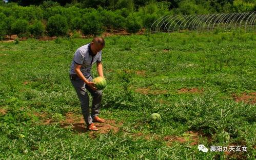 花果山吃瓜,探寻仙境中的甜蜜时光