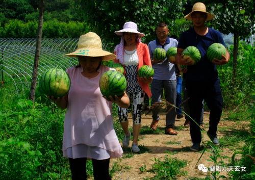 花果山吃瓜,探寻仙境中的甜蜜时光