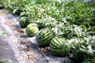 墨尔本留学圈吃瓜,揭秘留学生活中的“吃瓜”趣事