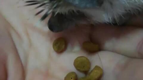 萌宠吃瓜939,939只萌宠的欢乐食光