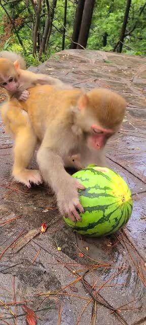 萌宠吃瓜939,939只萌宠的欢乐食光