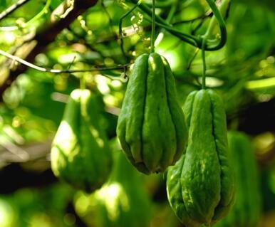 秋瓜能做啥吃的,秋瓜美食制作指南