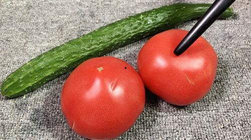 番茄吃瓜视频,一场别开生面的美食盛宴