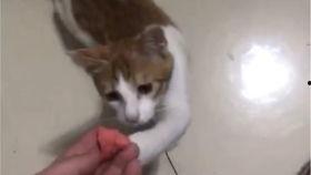 吃瓜搞笑视频猫咪,猫咪吃瓜视频大盘点