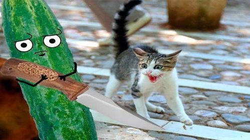 吃瓜搞笑视频猫咪,猫咪吃瓜视频大盘点