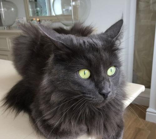 吃瓜搞笑视频猫咪,猫咪吃瓜视频大盘点