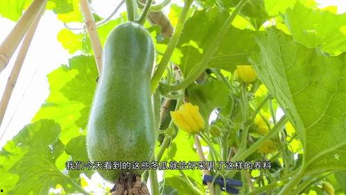 广东晚上吃瓜视频,广东夜宵吃瓜时光