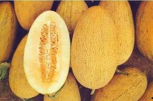 气虚吃哈密瓜,哈密瓜的养生之道