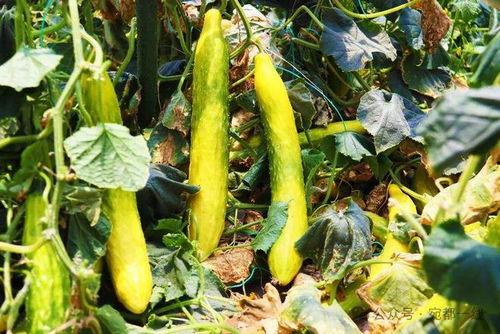 新野吃瓜,揭秘当地特色美食背后的故事