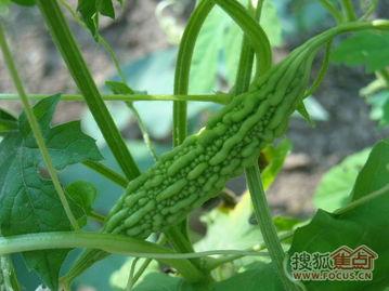 形容在瓜园里吃瓜的幽默,吃瓜群众欢乐多