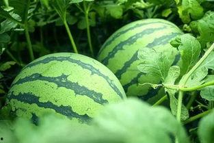 形容在瓜园里吃瓜的幽默,吃瓜群众欢乐多