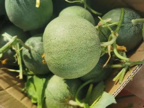 晨空在线吃瓜,揭秘娱乐圈最新“吃瓜”热点