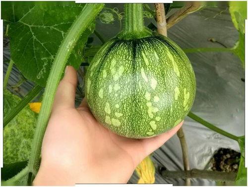 重庆金科吃瓜离婚,吃瓜群众热议背后的真相