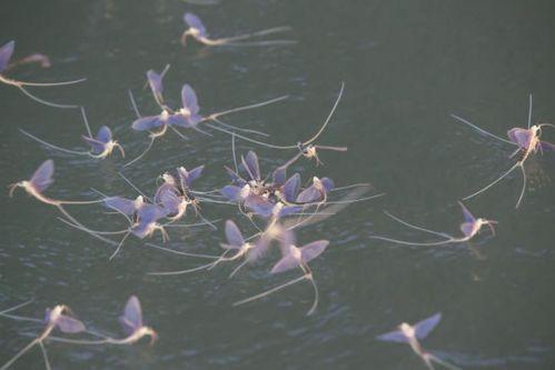 吃瓜的蜉蝣,窥探短暂人生中的欢乐瞬间