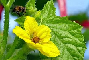 怀孕可以吃冰糖蜜瓜吗,冰糖蜜瓜，甜蜜滋养孕期生活