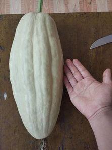 吃小瓜有毒,揭秘“吃小瓜有毒”的真相与防范措施