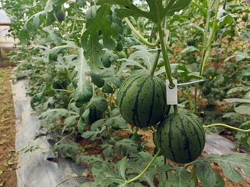 小佑吃瓜,揭秘娱乐圈那些不为人知的幕后故事