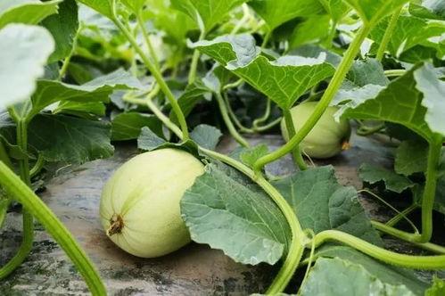 小佑吃瓜,揭秘娱乐圈那些不为人知的幕后故事