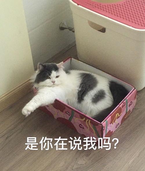 猫吃瓜以后吐,吐出瓜子的秘密