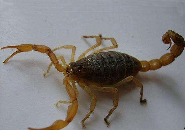 瓜哥吃蝎子,瓜哥勇敢吃蝎子，见证人间奇观