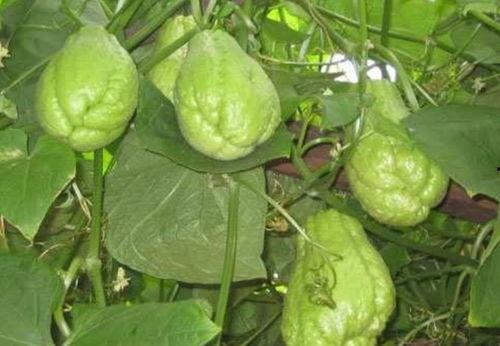 吃十月瓜,品味丰收的甘甜