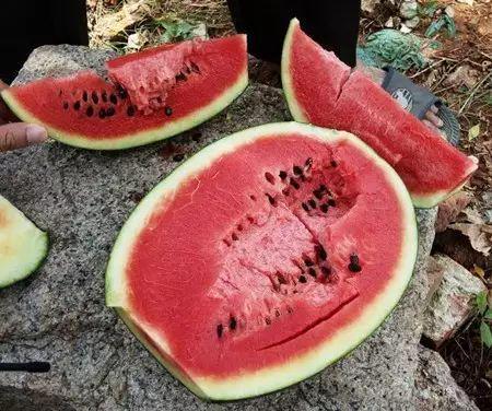 吃鲜瓜会中毒,揭秘夏日饮食安全之谜