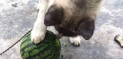 吃瓜的土狗,揭秘娱乐圈背后的真实故事