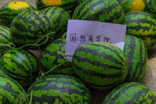 学校宿舍吃瓜,揭秘校园生活那些事儿