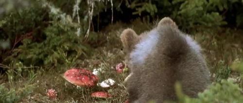 吃瓜小熊阿巴斯,吃瓜小熊阿巴斯的趣味生活记