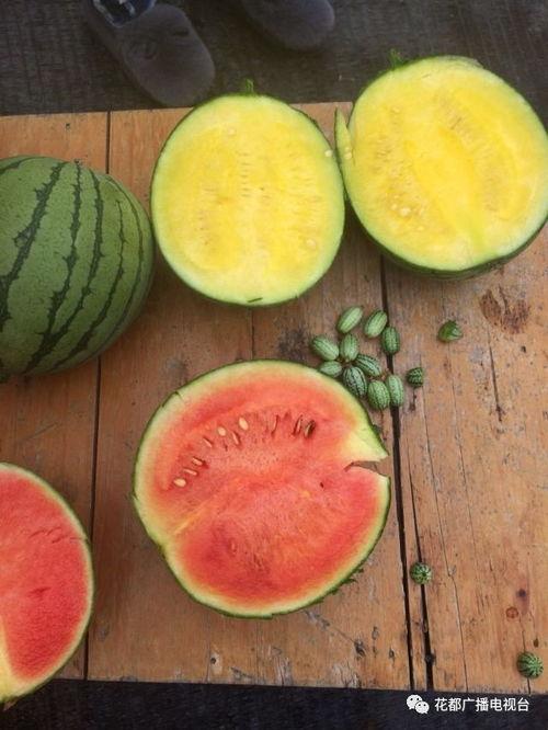 牙缝吃瓜,揭秘美食与口腔健康的微妙关系