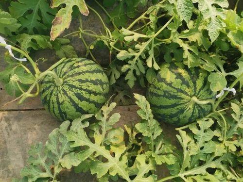 天选之子吃瓜,揭秘娱乐圈幕后风云