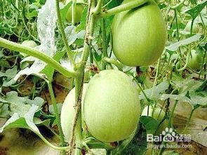 孕妇吃雄瓜,孕妇吃雄瓜的神奇功效与注意事项