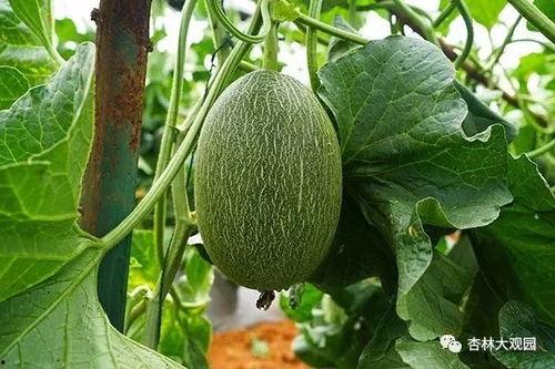 夏天吃瓜照片人,一张照片里的清凉时光