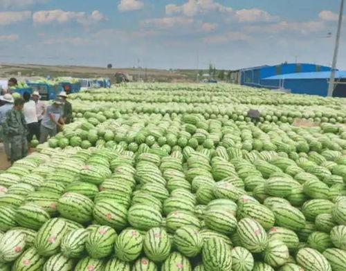 金融港吃瓜,揭秘吃瓜群众的金融圈八卦