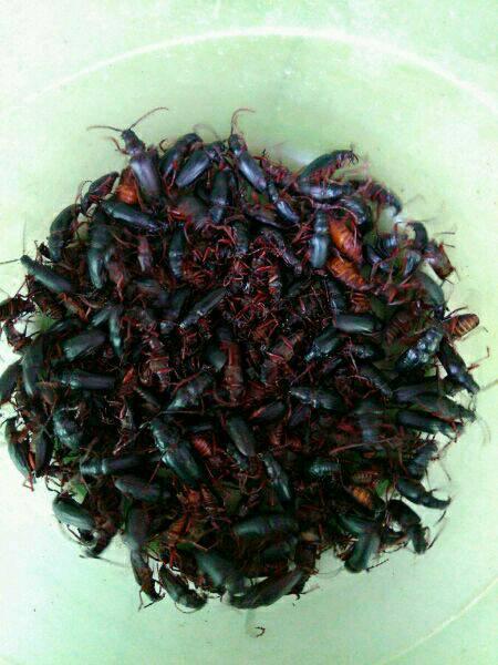 广东食客吃瓜虫