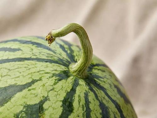 上海剧场吃瓜,吃瓜群众的观剧日记