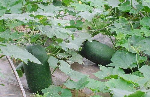 看别人吃小瓜,共享美味时光