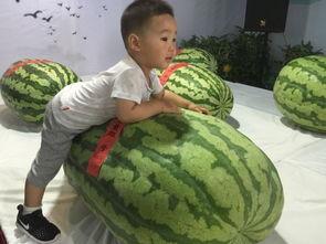 东城吃瓜事件,一场引发社会热议的街头冲突