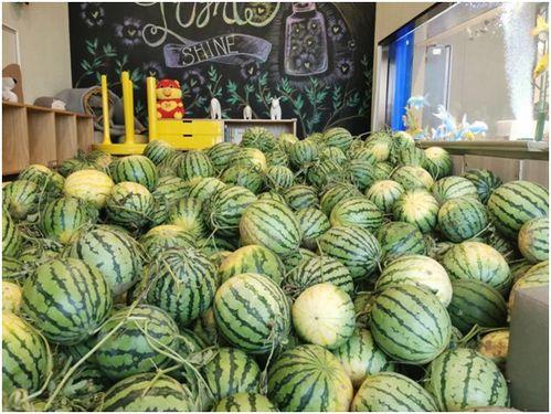 初恋吃瓜,那些甜蜜又酸涩的青春回忆