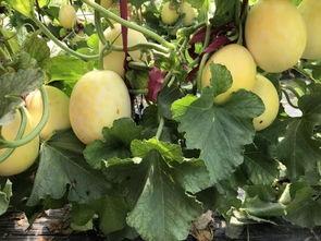 安徽界首 吃瓜,吃瓜群众的欢乐盛宴